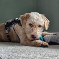 Paul sucht sein Zuhause, Hund zur Adoption