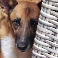 FEEBEE sucht ruhiges, liebes Zuhause, Hündin zur Adoption