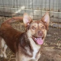 Sam, sucht ein Körbchen, Hund zur Adoption