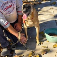 RUBY in 91616 Neusitz 🆘 NOTFALL, Hündin zur Adoption