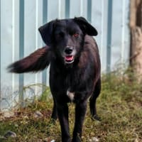 💕Parmida💕 sucht ihre Menschen💕, Hündin zur Adoption