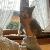 Zuhause gesucht für Mogli, Kater zur Adoption