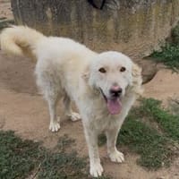 Polo wünscht sich ein Zuhause, Hund zur Adoption