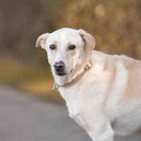 Alessandro wartet schon so lange, Hund zur Adoption