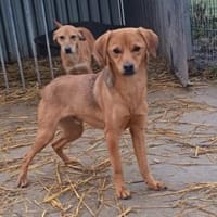 Liebenswerer Dorko sucht euch, Hund zur Adoption