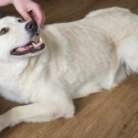 Fanny - liebe Hündin sucht Zuhause, Hündin zur Adoption