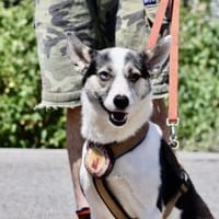 Unsere starke Kämpferin Salali, Hündin zur Adoption