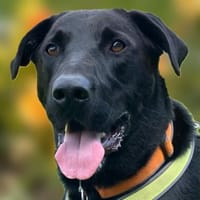 NICKI - bildhübsche Wasserratte, Hund zur Adoption