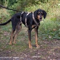 Kwispel ist freundlich und lieb, Hund zur Adoption