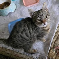 Mogli sucht sein für-immer-Zuhause, Kater zur Adoption