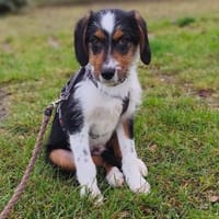 ruhiger Leo ❤ möchte die Welt erkunden, Hund zur Adoption