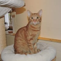 Doniello - Charmeur in ROT, Kater zur Adoption