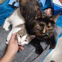 Molly und Rubi Geschwister suchen Glück, Katze zur Adoption