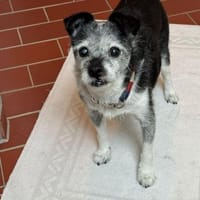 Loopings nun unerwünscht: 🧡 Paloma, Hündin zur Adoption