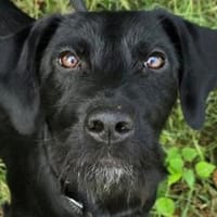 Raven - die Abenteuerlustige, Hündin zur Adoption