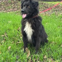 Malisch- ein  gutmütiger junghund, Hund zur Adoption