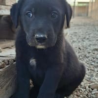 Lumpi, Hund zur Adoption