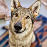 Sheera, Hündin zur Adoption