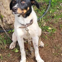 BRISA ❤ kleine Frohnatur, Immenhausen, Hündin zur Adoption