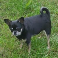 Pascha, Hund zur Adoption