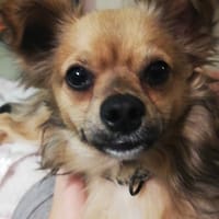 Verspielter Yoda sucht tolle Familie💖, Hund zur Adoption