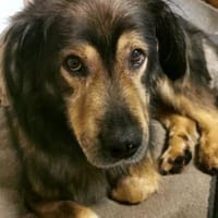 Zordon von kettenlos, Hund zur Adoption