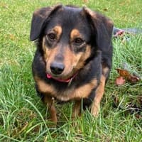 Lina kleine Kämpferin sucht ihre Mensche, Hündin zur Adoption