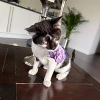 Willi sucht ein Für-Immer-Zuhause, Kater zur Adoption