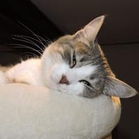Clementine verschmustes Katzenmädchen, Katze zur Adoption