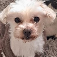 Bolte  in 47506 Neukirchen-Vlyn, Hund zur Adoption