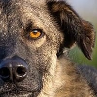 Stopp bitte seht mich endlich!Kenny 48cm, Hund zur Adoption