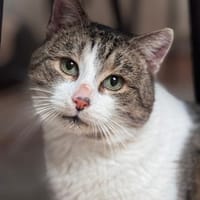 Epos- besonderer Liebesuchender, Kater zur Adoption
