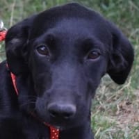 Polla - weggeworfen, Hündin zur Adoption