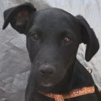 Pancho - weggeworfen, Hund zur Adoption