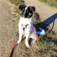 Gonzosucht sein großes Glück 🐾💕🍀, Hund zur Adoption