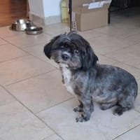 Mushu, sensibler Hundemann sucht Familie, Hund zur Adoption
