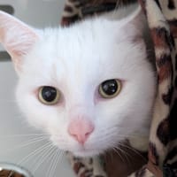 Franck, chat à adopter