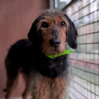 NALA, chienne à adopter