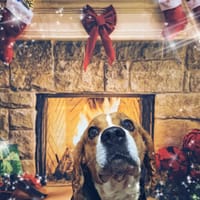 JACKPOT, chien à adopter