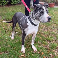 NIKITA, chienne à adopter