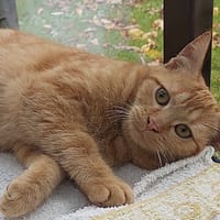 TIMY, chat à adopter