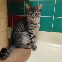 SNOWY PAB28302, chat à adopter