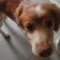 Boby, chien à adopter