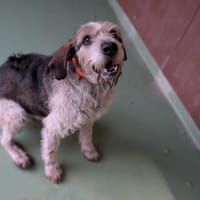 ROCKY, chien à adopter