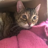 Gina, chatte à adopter