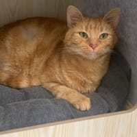 Paupiette, chatte à adopter