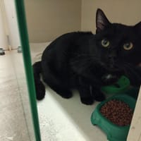 ZAP PAB28318, chat à adopter