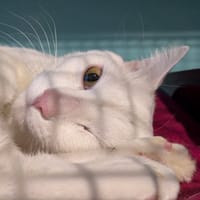 SPANKE, chat à adopter