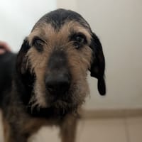 MARLO, chien à adopter