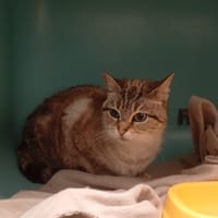 CARAMEL, chatte à adopter